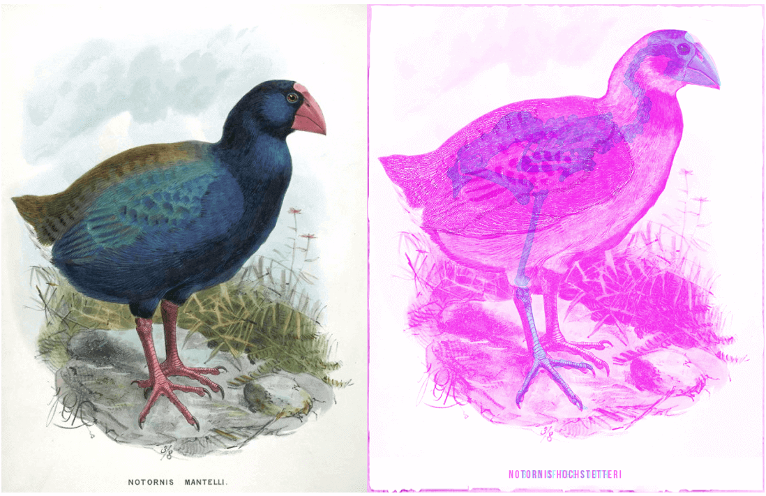 A before and after of archive illustrations transformed into magenta and cyan to reveal the skeleton beneath.